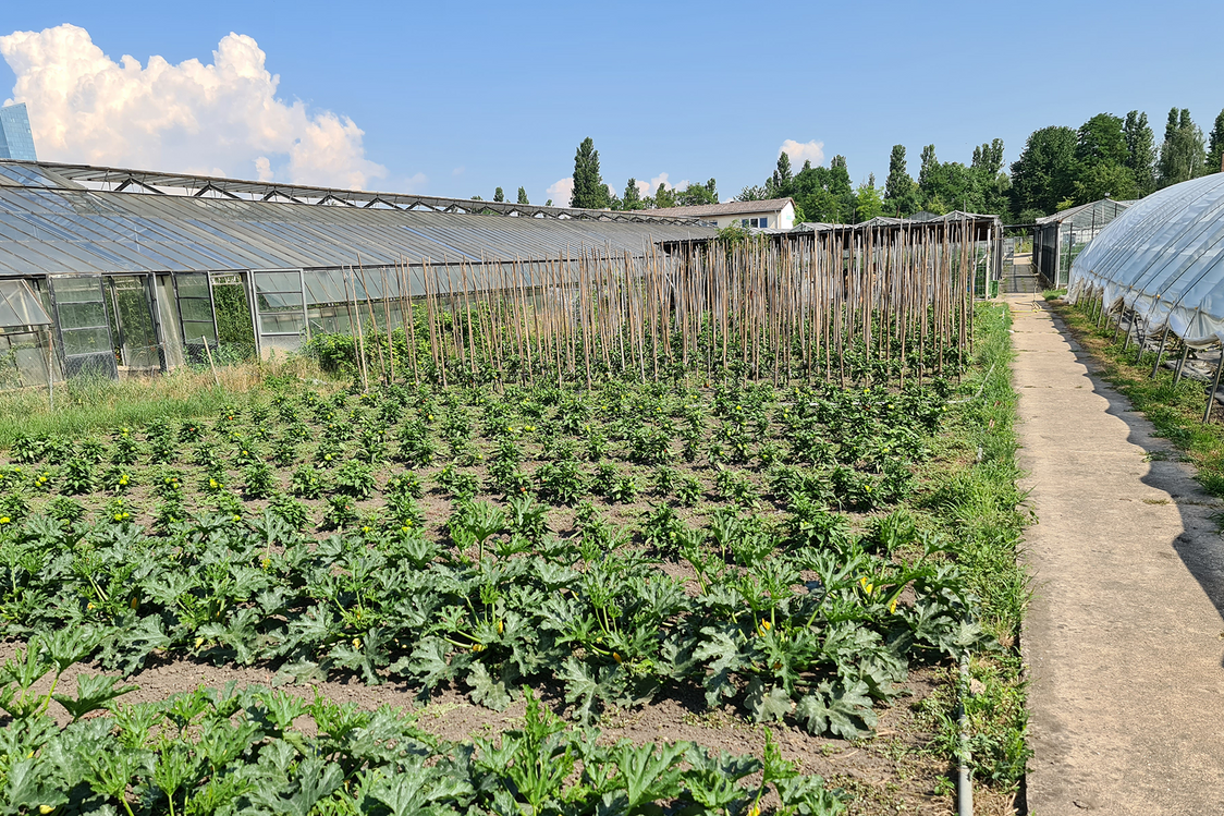 Gewächshäuser und viele Pflanzen in Beeten.