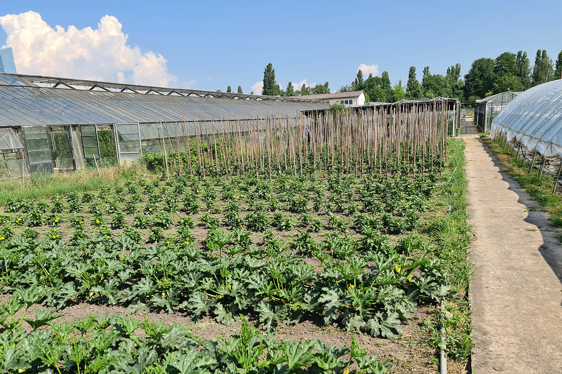 Sere și multe plante în paturi.