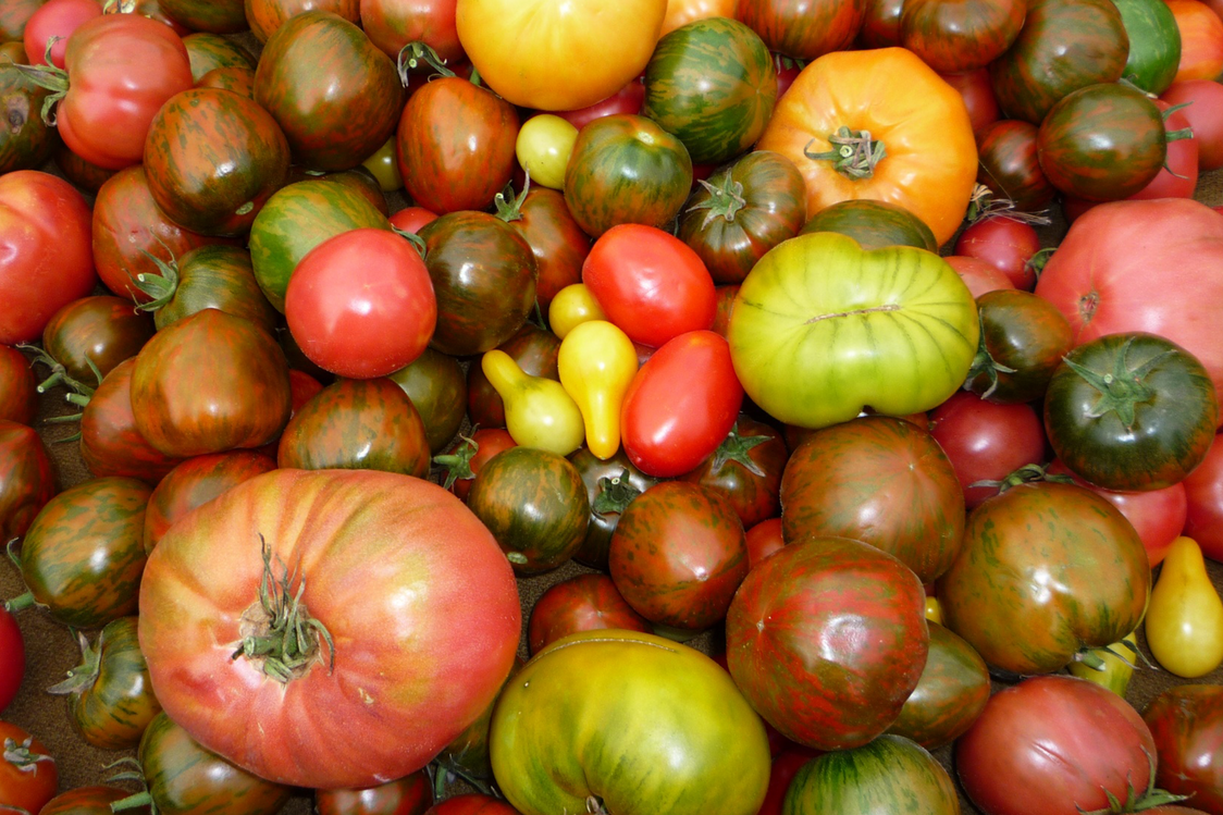 Tomaten in vielen Farben