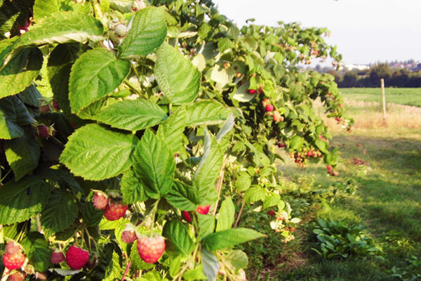 Frische Himbeeren