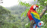 Papagei im Regenwald