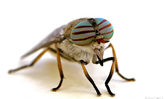 Insekt - Bremse (Hybromitra micans)