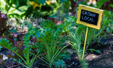 Gemüsebeet mit Schild "Grown local" - lokal gewachsen