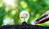 Nachhaltige Energie - Glühbirne mit Jungpflanze