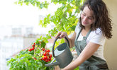 Junge Frau gießt Tomaten auf dem Balkon