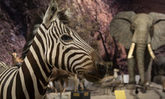 Zebra und Elefanten in Ausstellung