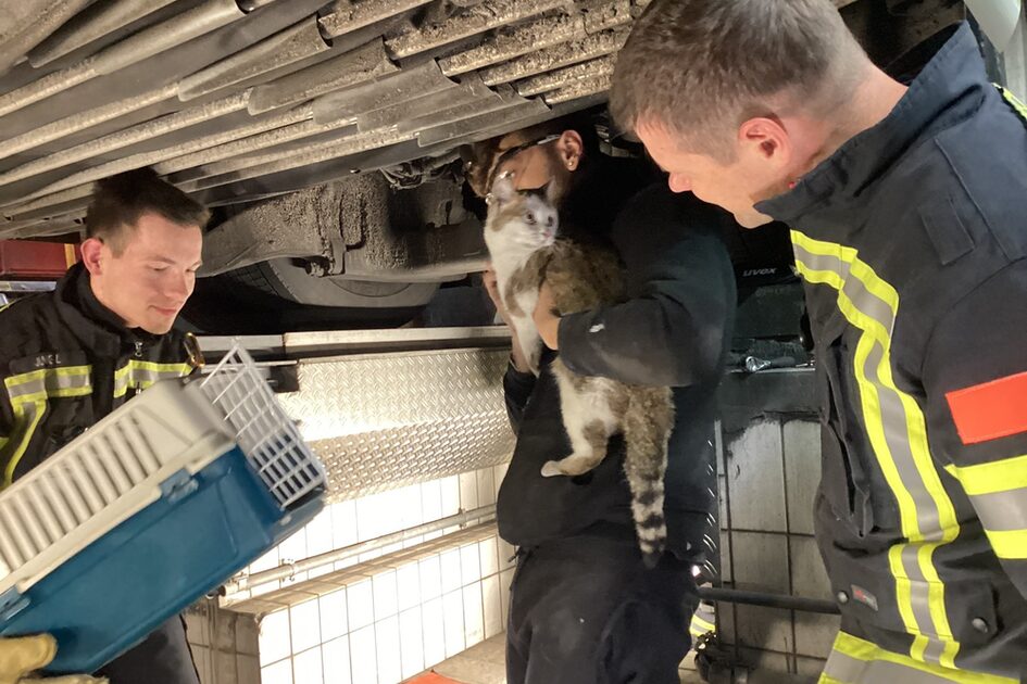 Feuerwehr rettet Katze aus Lienenbus