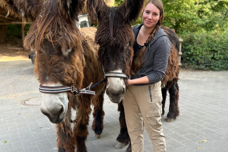 Die Leiterin der Tierpflege in der Fasanerie, Elisabeth Schüller, geht gerne mal mit den zwei Poitou-Eseln Kiwi und Lambada spazieren. Die Rasse zählt zu den vom Aussterben bedrohten Nutztieren, die im Archepark Fasanerie aufgenommen wurden.