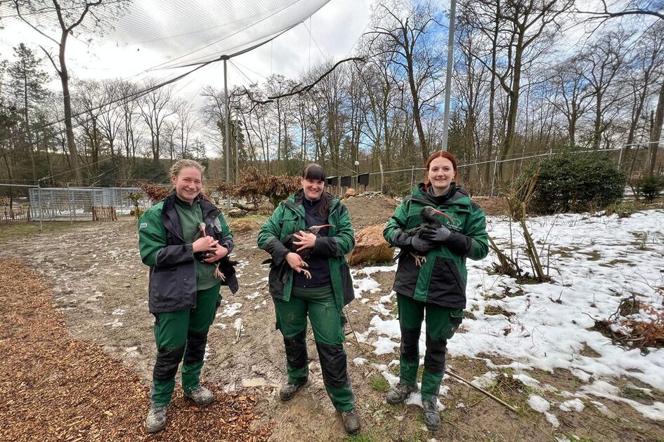 Die Tierpflegerinnen Veronique Kordesch, Anna Miks und Stefanie Kramer (von links nach rechts) bringen insgesamt acht Exemplare der extrem seltenen Vogelart Waldrapp in ihr neues Zuhause, in die Großvoliere im Tier-und Pflanzenpark  Fasanerie.