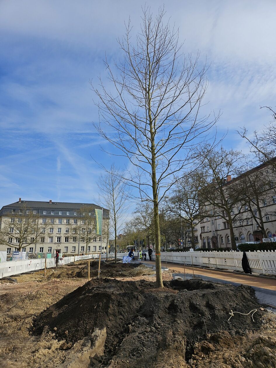 Auf dem Bild ist eine neu gepflanzte, unbelaubte Platane auf dem Elsässer Platz zu sehen.