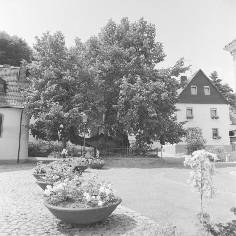 Frauensteiner Blutlinde, 1970-1985