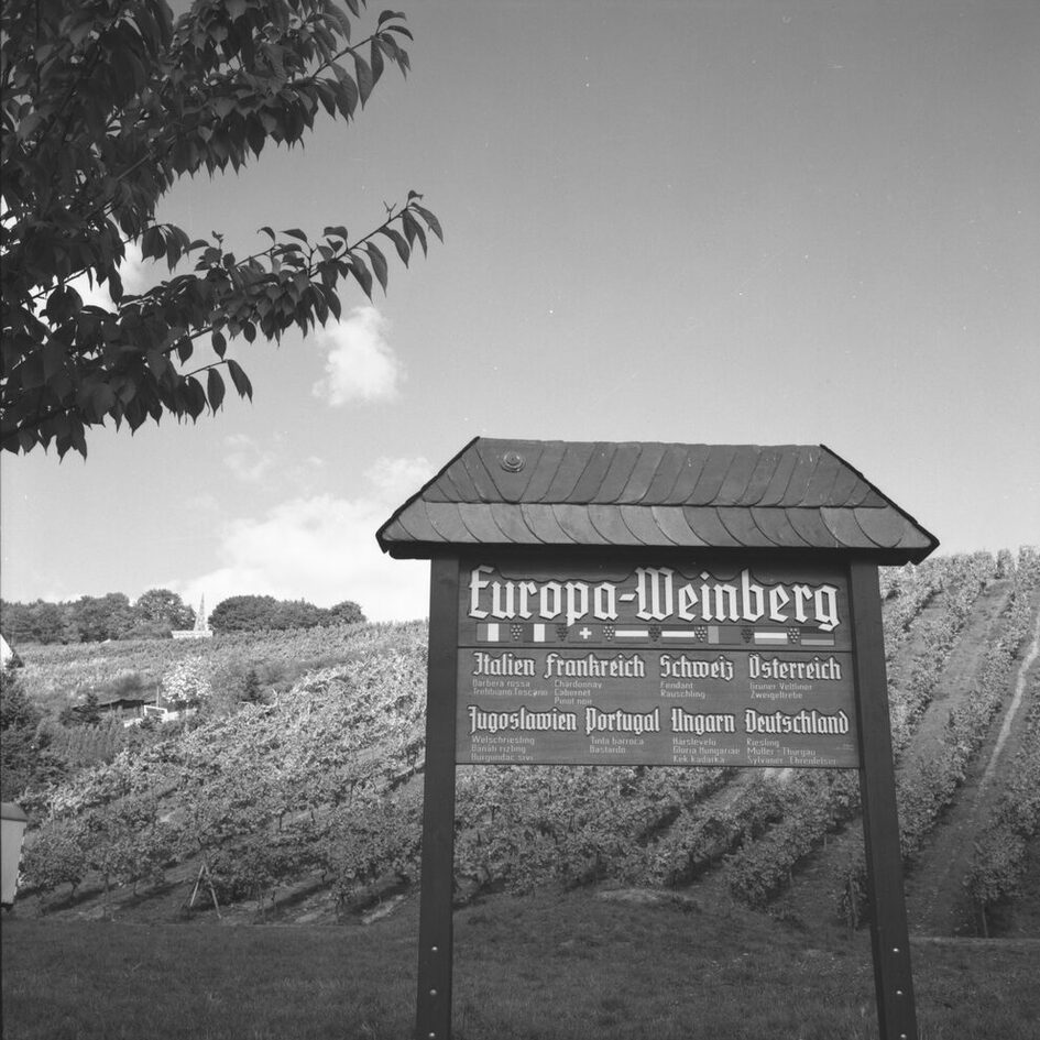Europejska winnica w Frauenstein, 1983 r.