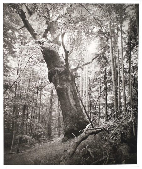 Spiegel, Reinhard: Baum im Taunus